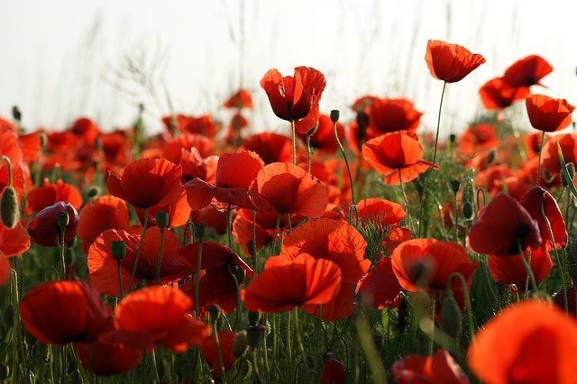 Poppies in field